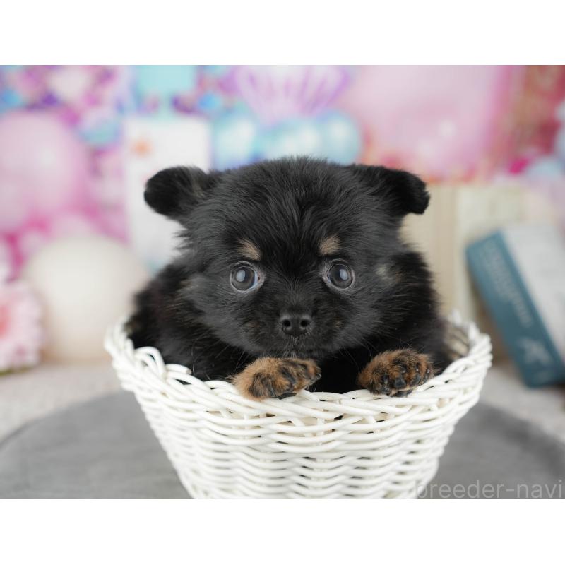 販売中の千葉県のミックス犬-446692の4枚目