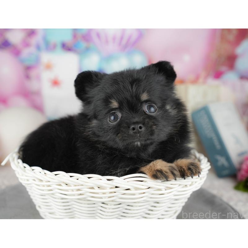 販売中の千葉県のミックス犬-446692の3枚目