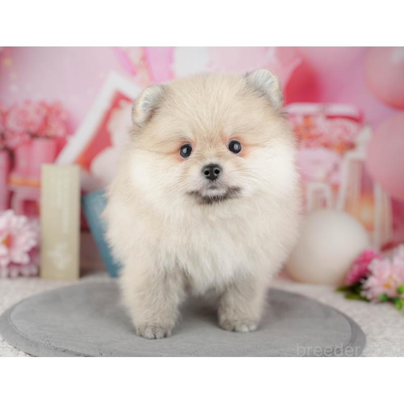 販売中の千葉県のポメラニアン-446696