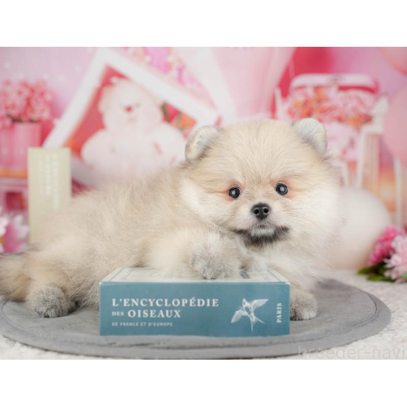 販売中の千葉県のポメラニアン-446696の6枚目