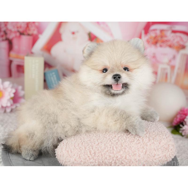 販売中の千葉県のポメラニアン-446696の4枚目