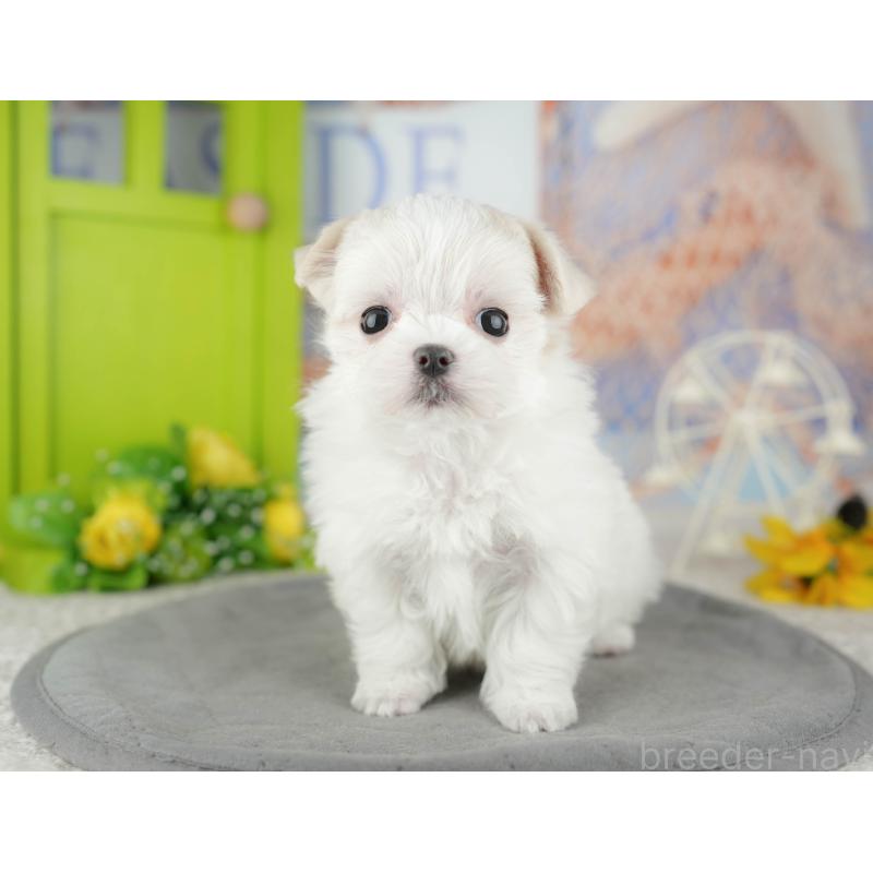 販売中の千葉県のマルチーズ-446697