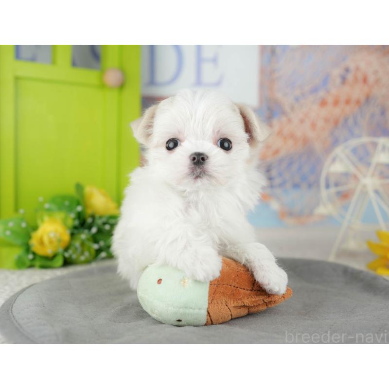 販売中の千葉県のマルチーズ-446697の11枚目