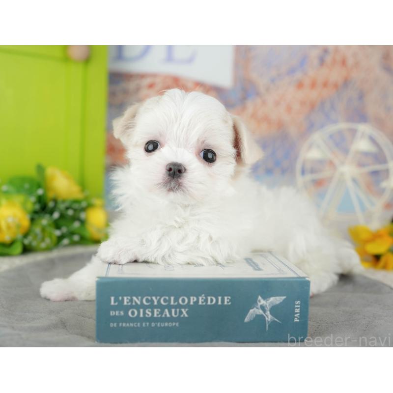 販売中の千葉県のマルチーズ-446697の8枚目