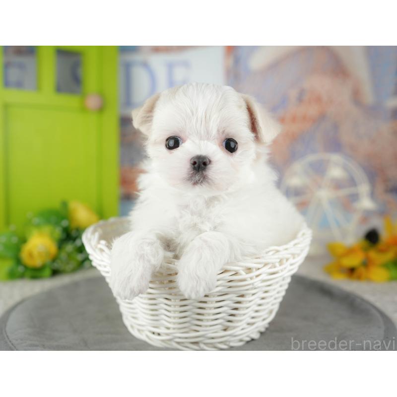 販売中の千葉県のマルチーズ-446697の7枚目