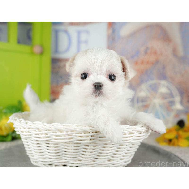 販売中の千葉県のマルチーズ-446697の6枚目