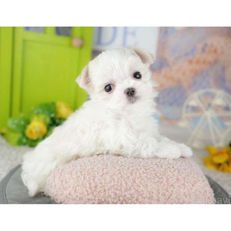 販売中の千葉県のマルチーズ-446697の5枚目