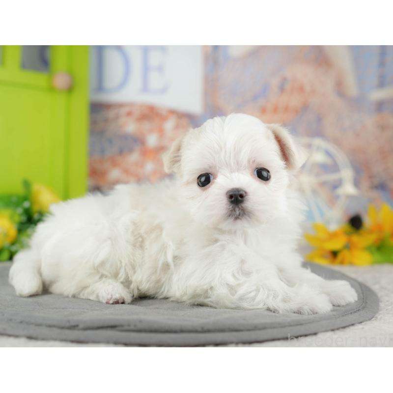 販売中の千葉県のマルチーズ-446697の4枚目