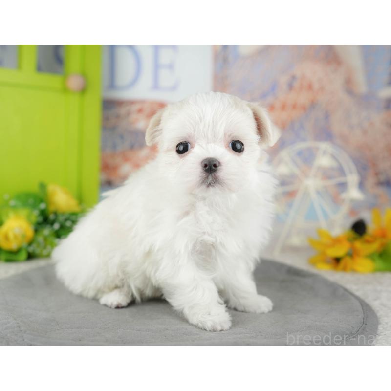 販売中の千葉県のマルチーズ-446697の3枚目