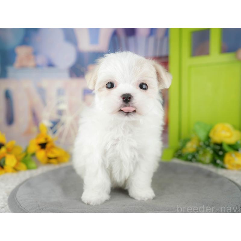 販売中の千葉県のマルチーズ-446693