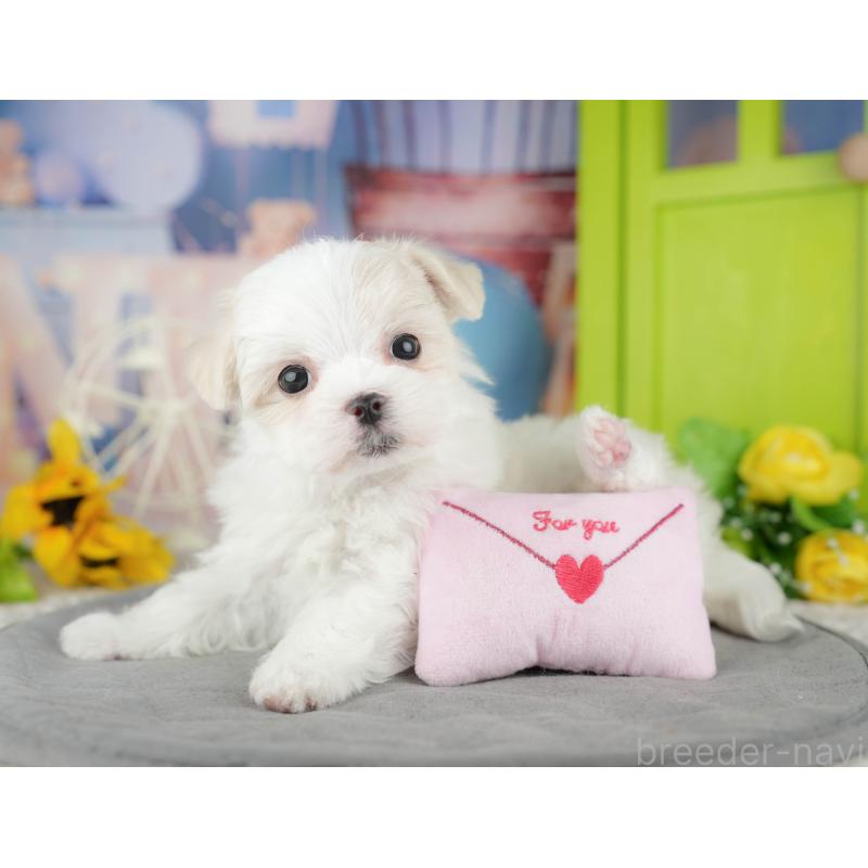 販売中の千葉県のマルチーズ-446693の9枚目