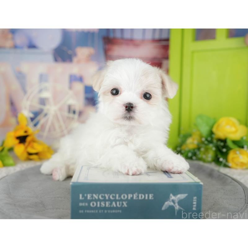 販売中の千葉県のマルチーズ-446693の8枚目