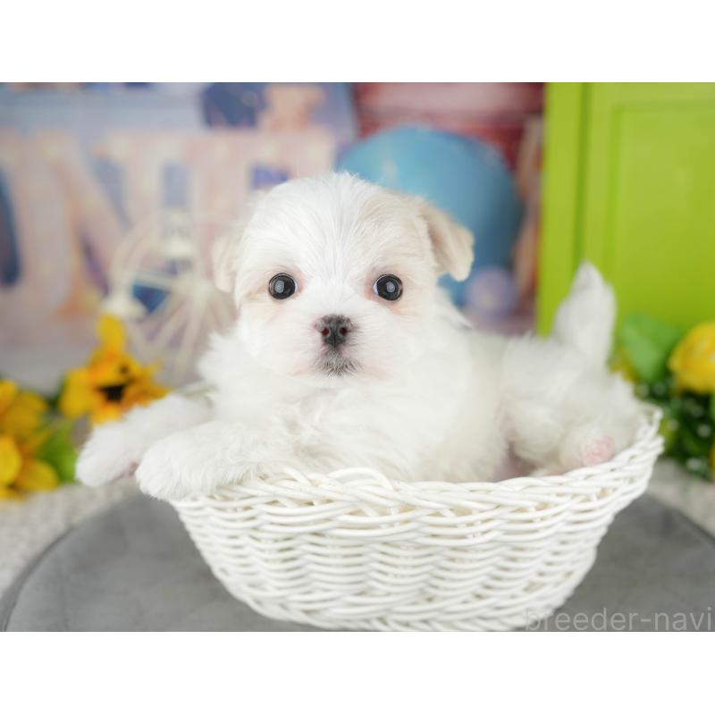 販売中の千葉県のマルチーズ-446693の7枚目