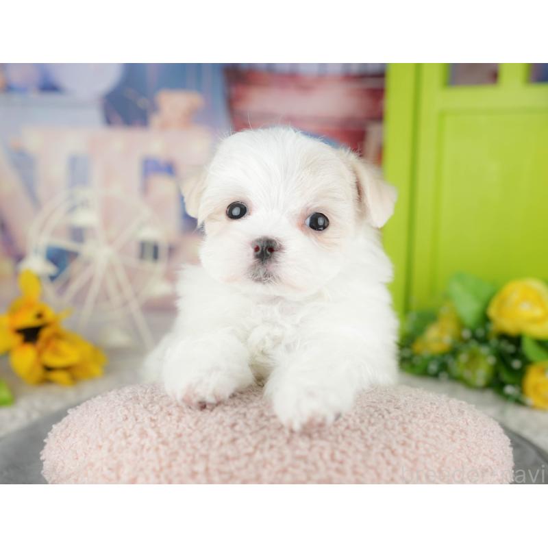 販売中の千葉県のマルチーズ-446693の5枚目