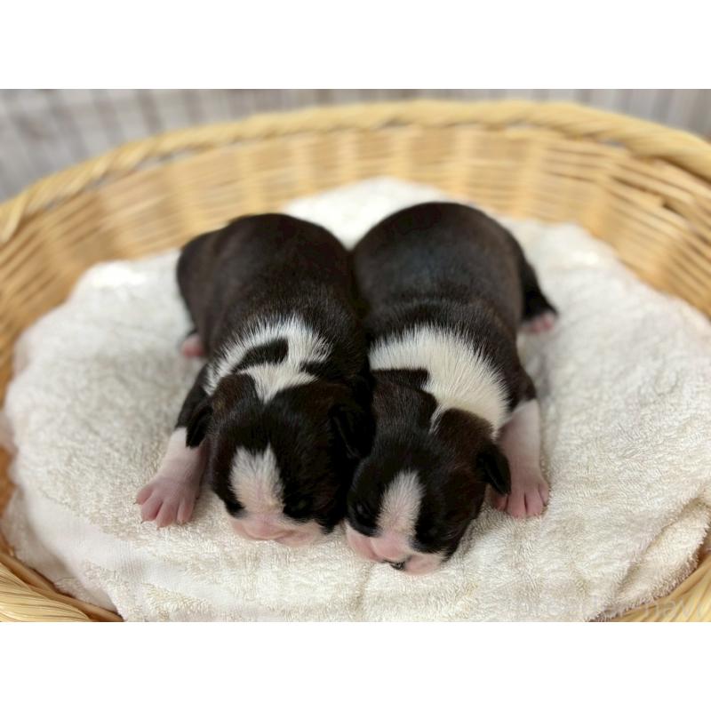 販売中の鹿児島県のボストンテリア-446101の3枚目