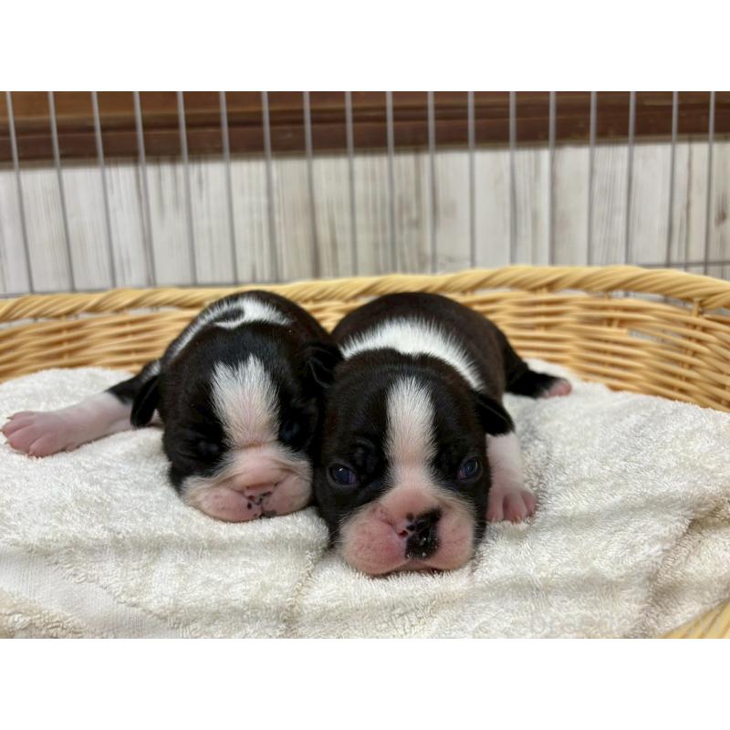 販売中の鹿児島県のボストンテリア-446101の2枚目