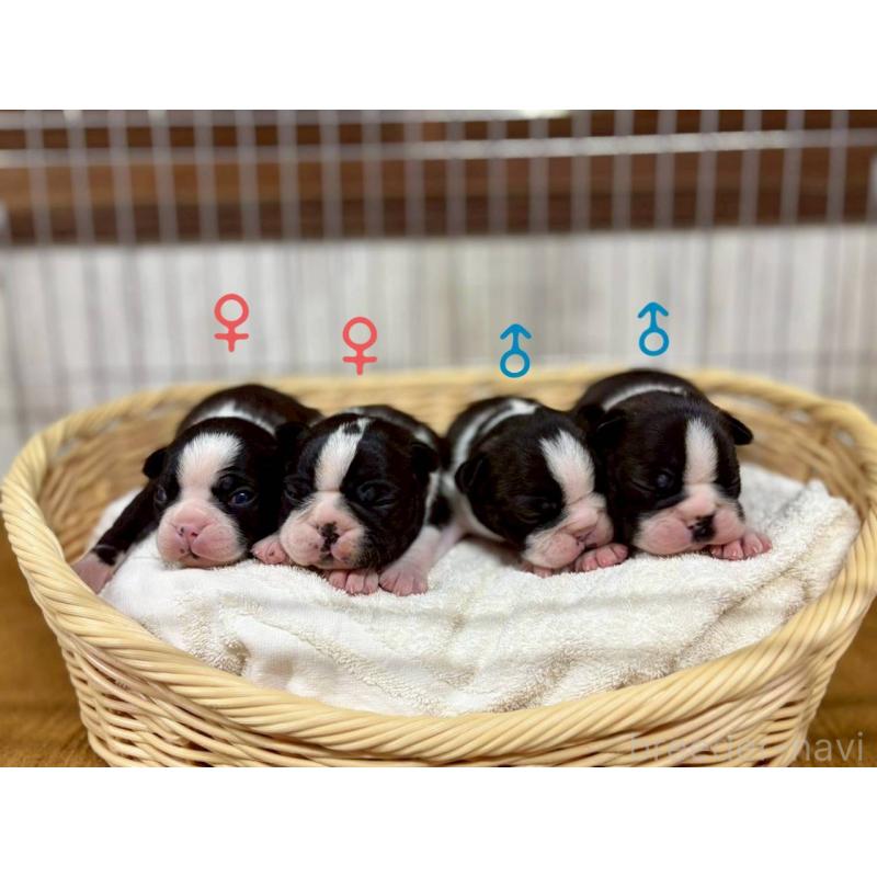 販売中の鹿児島県のボストンテリア-446102の4枚目