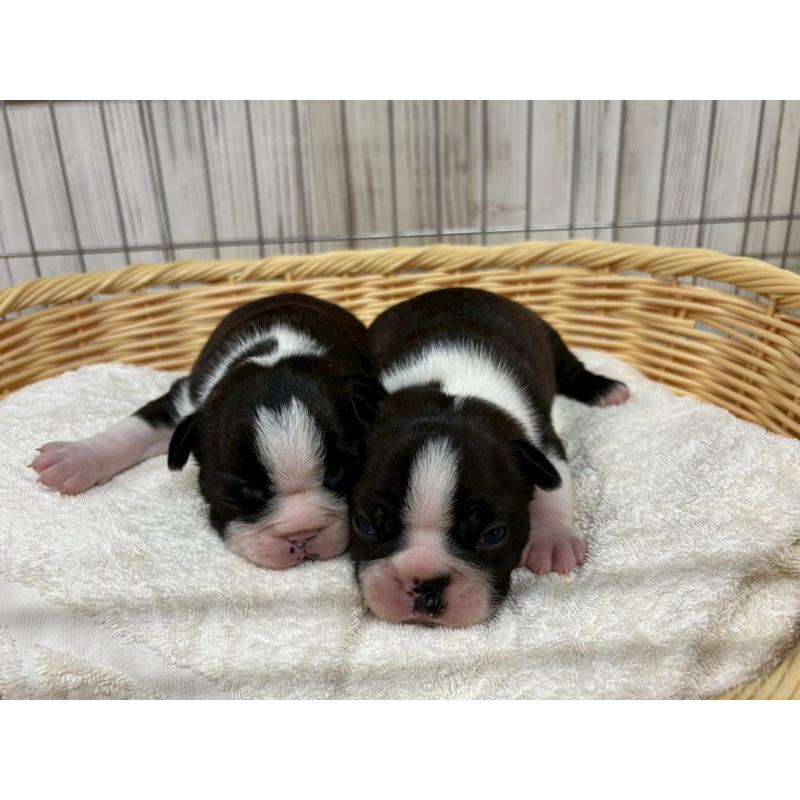 販売中の鹿児島県のボストンテリア-446102の2枚目