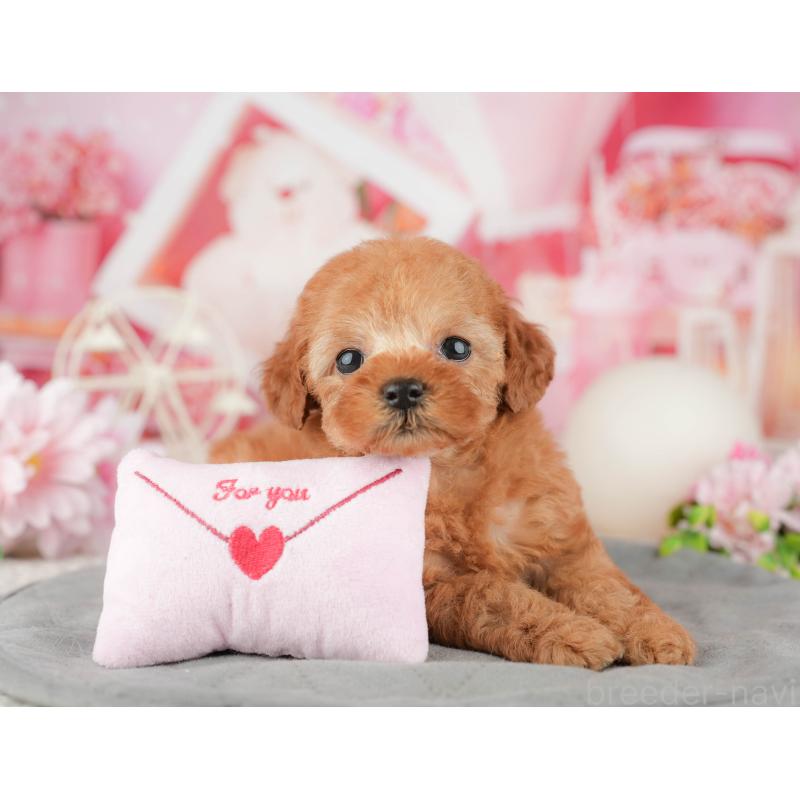 販売中の千葉県のタイニープードル-446683の11枚目