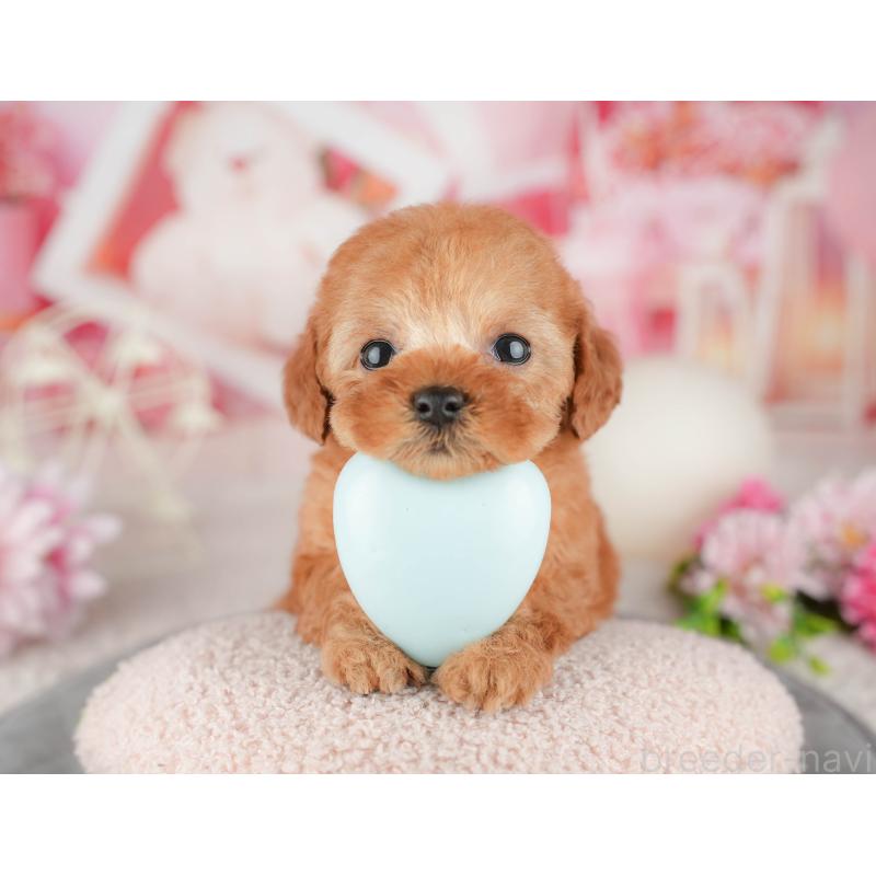 販売中の千葉県のタイニープードル-446683の10枚目