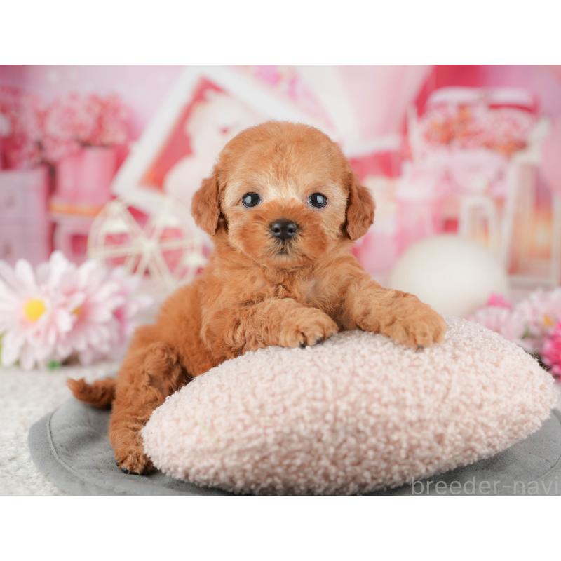 販売中の千葉県のタイニープードル-446683の9枚目