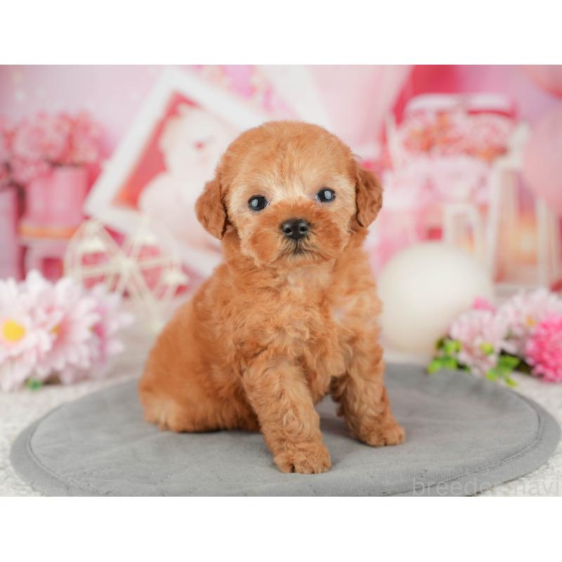 販売中の千葉県のタイニープードル-446683の8枚目