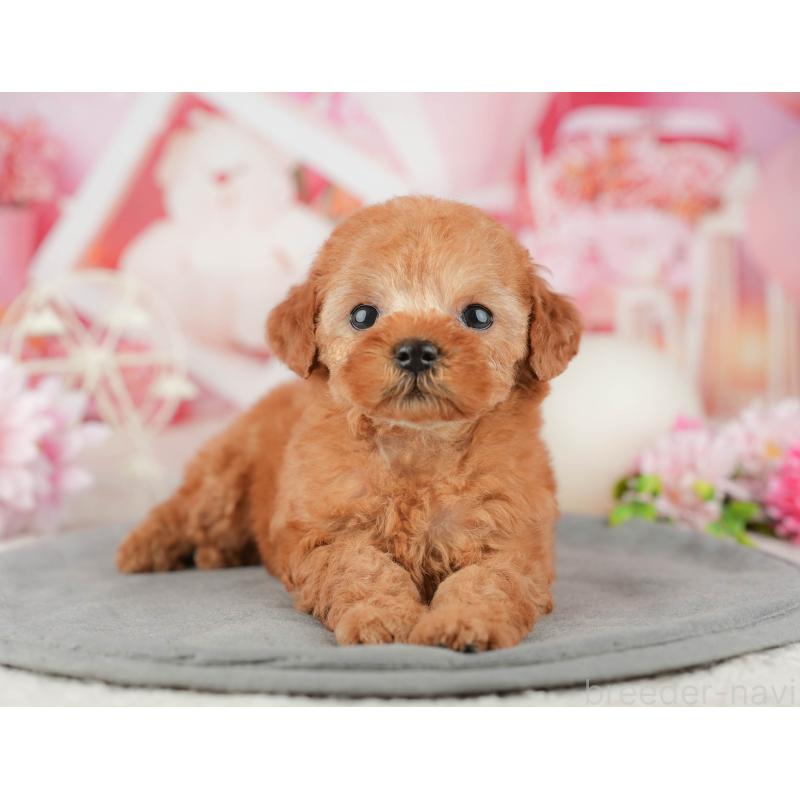 販売中の千葉県のタイニープードル-446683の7枚目