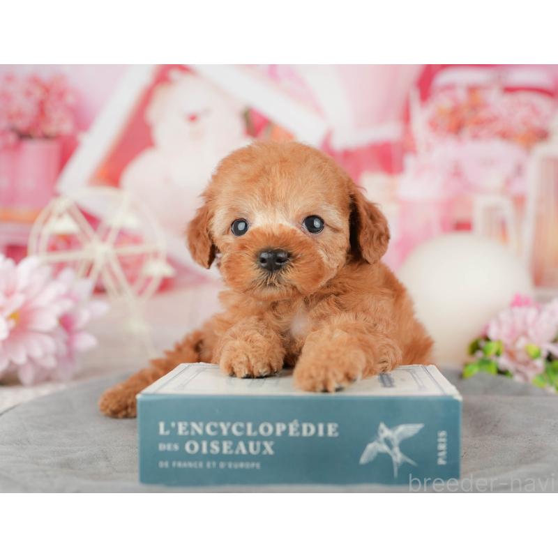 販売中の千葉県のタイニープードル-446683の6枚目