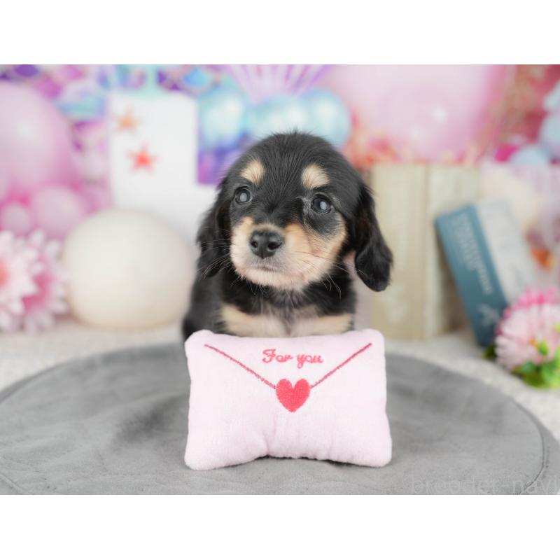 販売中の千葉県のミニチュアダックスフンド(ロングヘアード)-446676