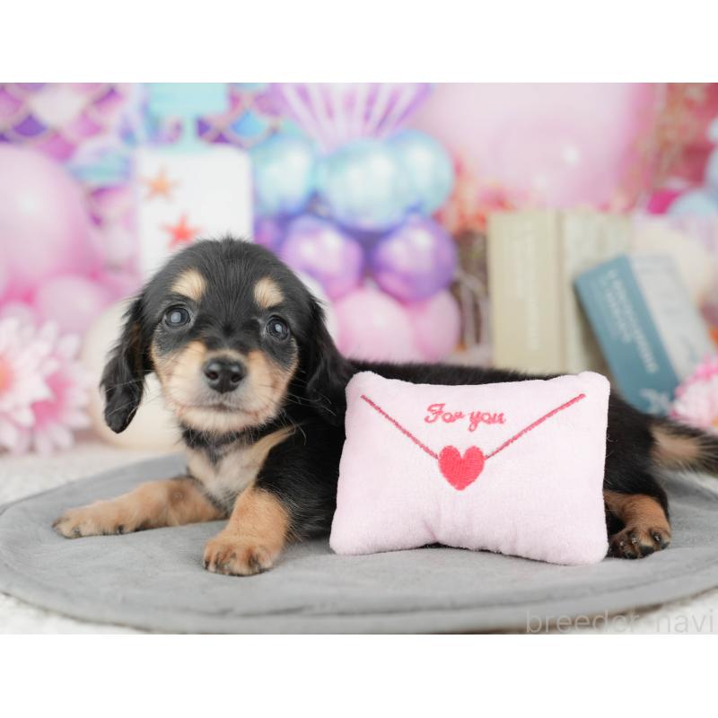 販売中の千葉県のミニチュアダックスフンド(ロングヘアード)-446676の11枚目