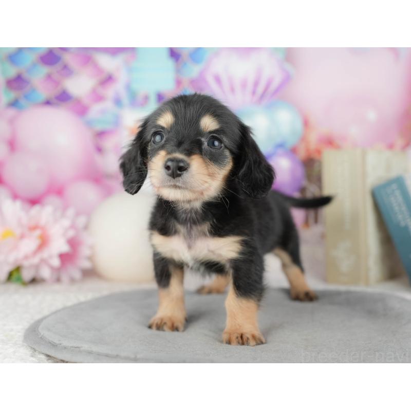 販売中の千葉県のミニチュアダックスフンド(ロングヘアード)-446676の10枚目