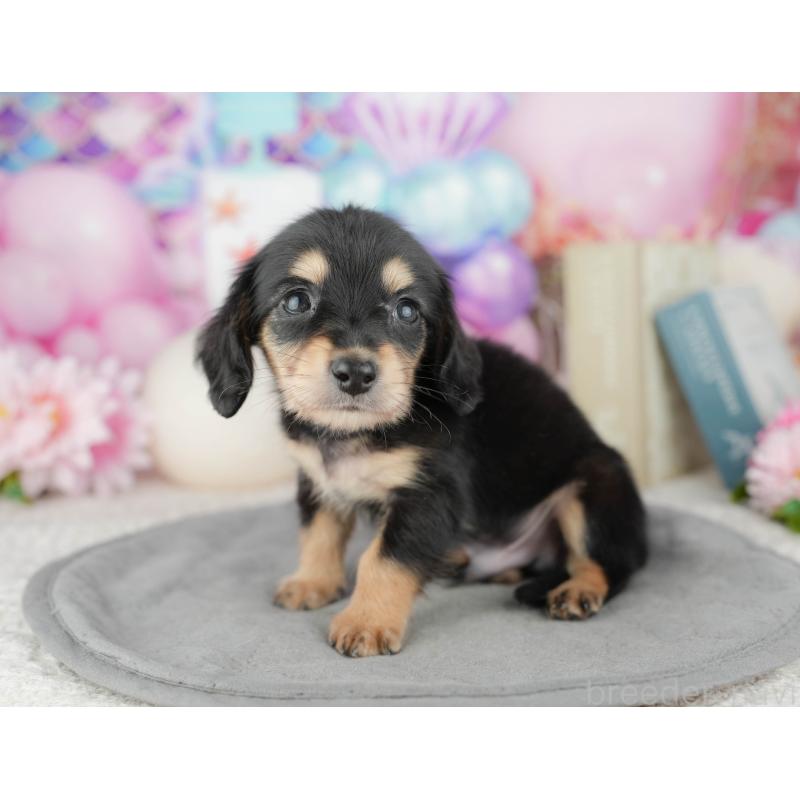 販売中の千葉県のミニチュアダックスフンド(ロングヘアード)-446676の9枚目