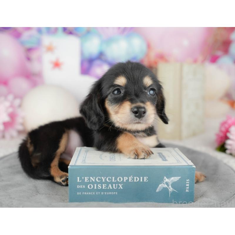 販売中の千葉県のミニチュアダックスフンド(ロングヘアード)-446676の7枚目