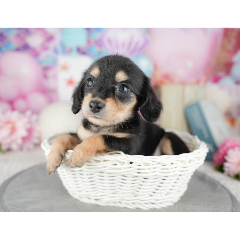 販売中の千葉県のミニチュアダックスフンド(ロングヘアード)-446676の6枚目