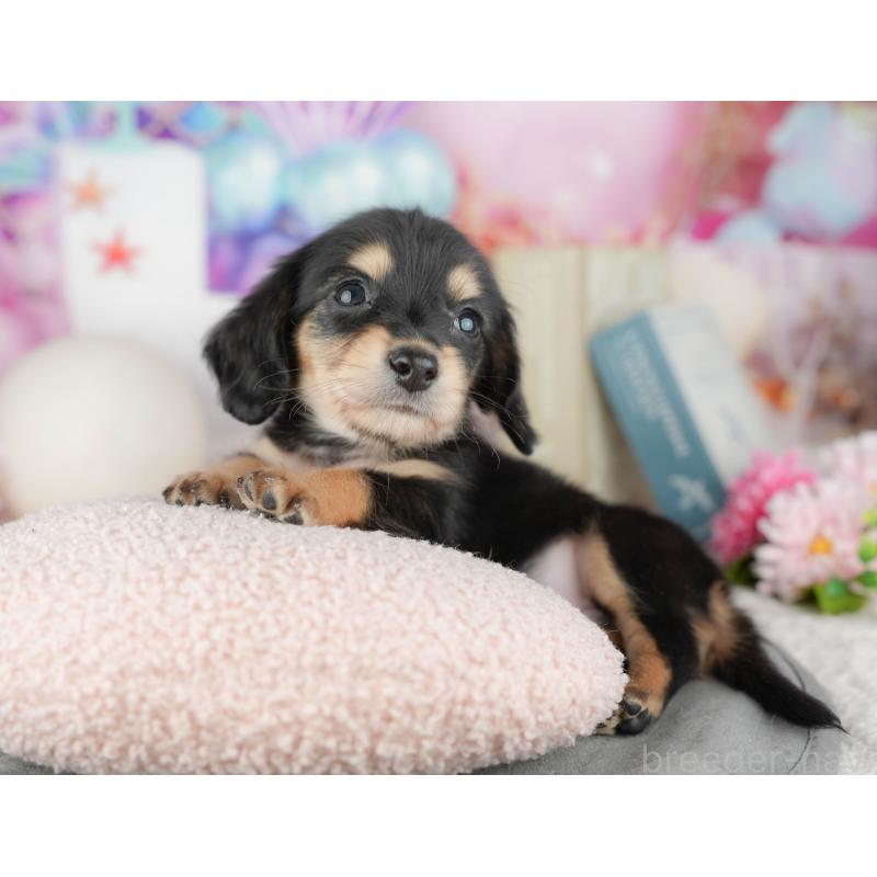 販売中の千葉県のミニチュアダックスフンド(ロングヘアード)-446676の5枚目