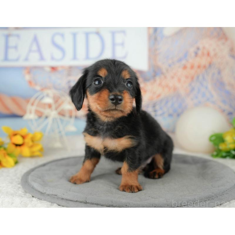 販売中の千葉県のミニチュアダックスフンド(ロングヘアード)-446651の10枚目