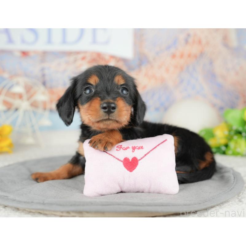 販売中の千葉県のミニチュアダックスフンド(ロングヘアード)-446651の8枚目