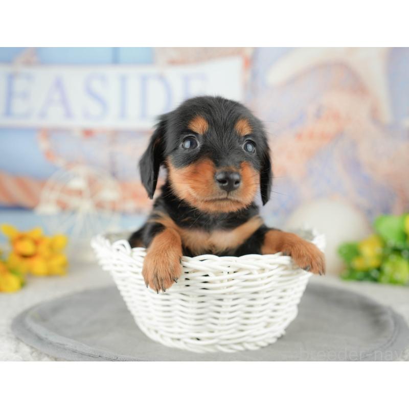 販売中の千葉県のミニチュアダックスフンド(ロングヘアード)-446651の7枚目