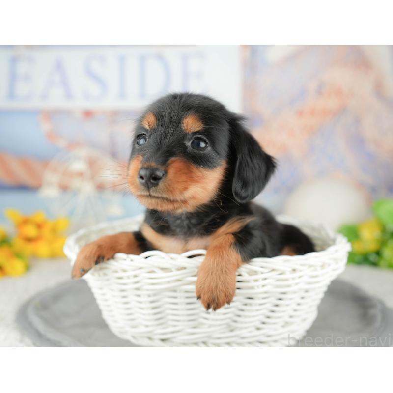 販売中の千葉県のミニチュアダックスフンド(ロングヘアード)-446651の6枚目