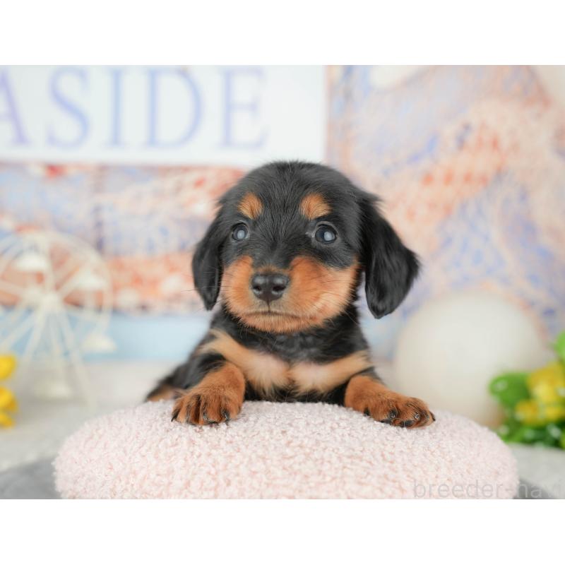 販売中の千葉県のミニチュアダックスフンド(ロングヘアード)-446651の5枚目