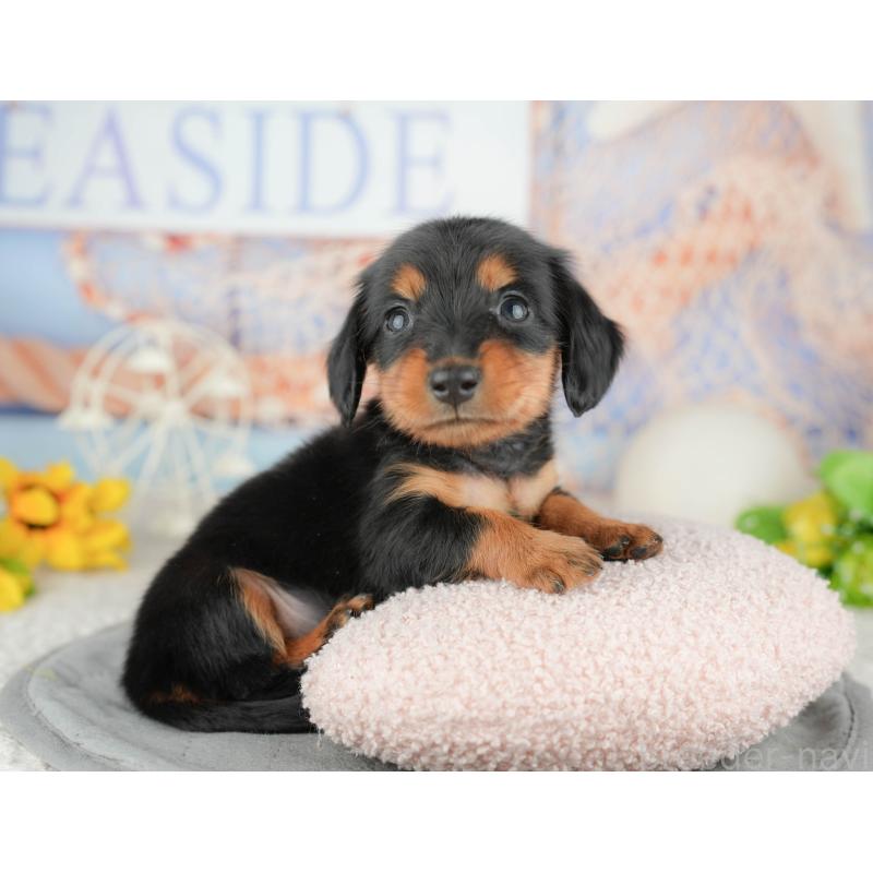 販売中の千葉県のミニチュアダックスフンド(ロングヘアード)-446651の4枚目