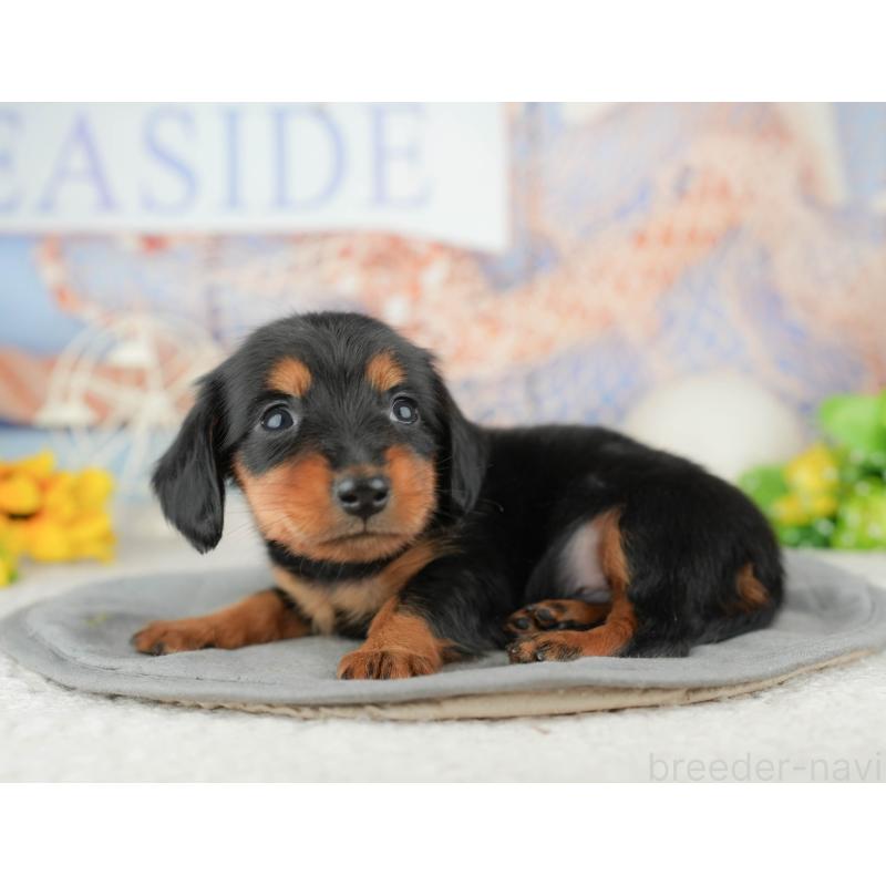 販売中の千葉県のミニチュアダックスフンド(ロングヘアード)-446651の3枚目