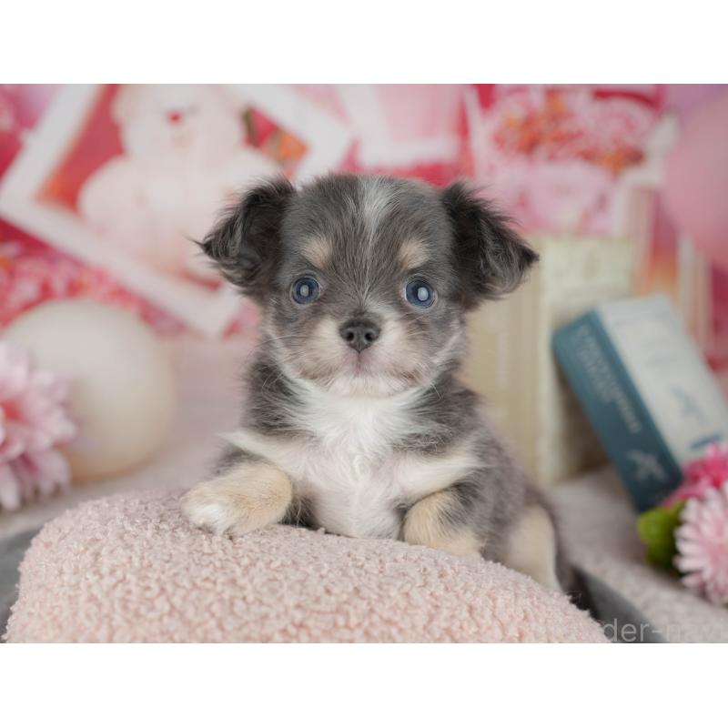 販売中の千葉県のチワワ(ロングコート)-446661