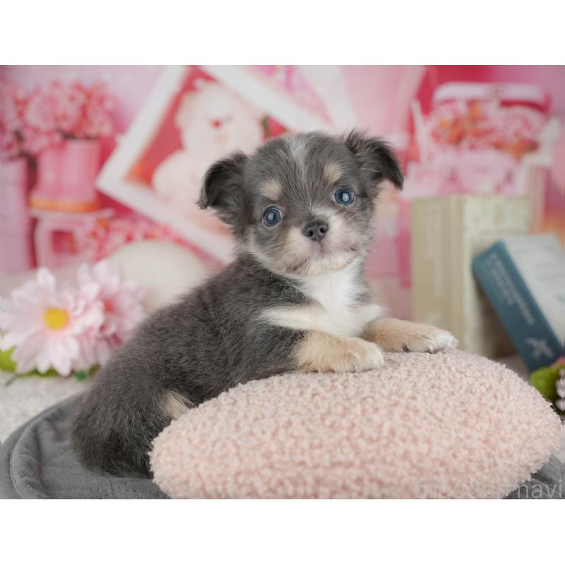 販売中の千葉県のチワワ(ロングコート)-446661の11枚目