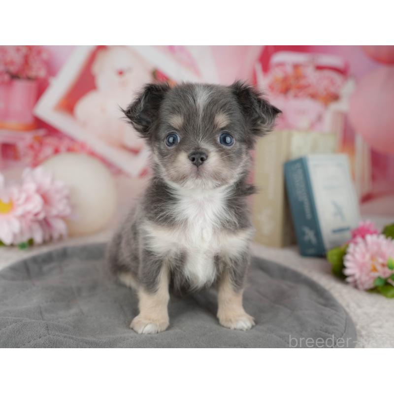 販売中の千葉県のチワワ(ロングコート)-446661の10枚目