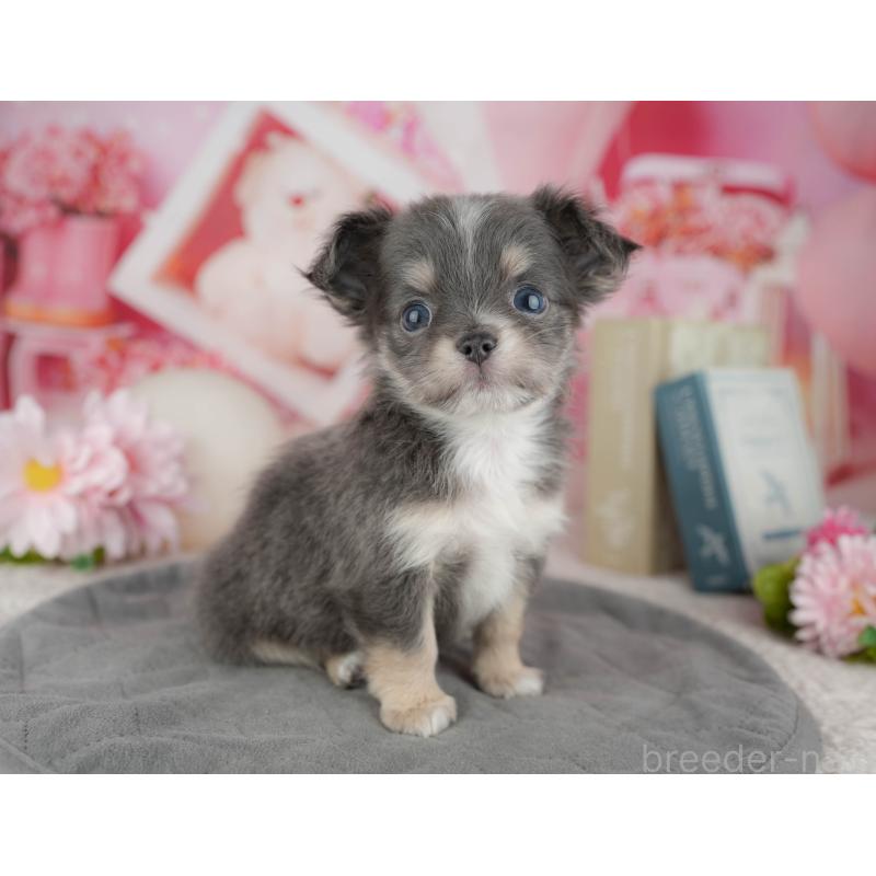 販売中の千葉県のチワワ(ロングコート)-446661の9枚目