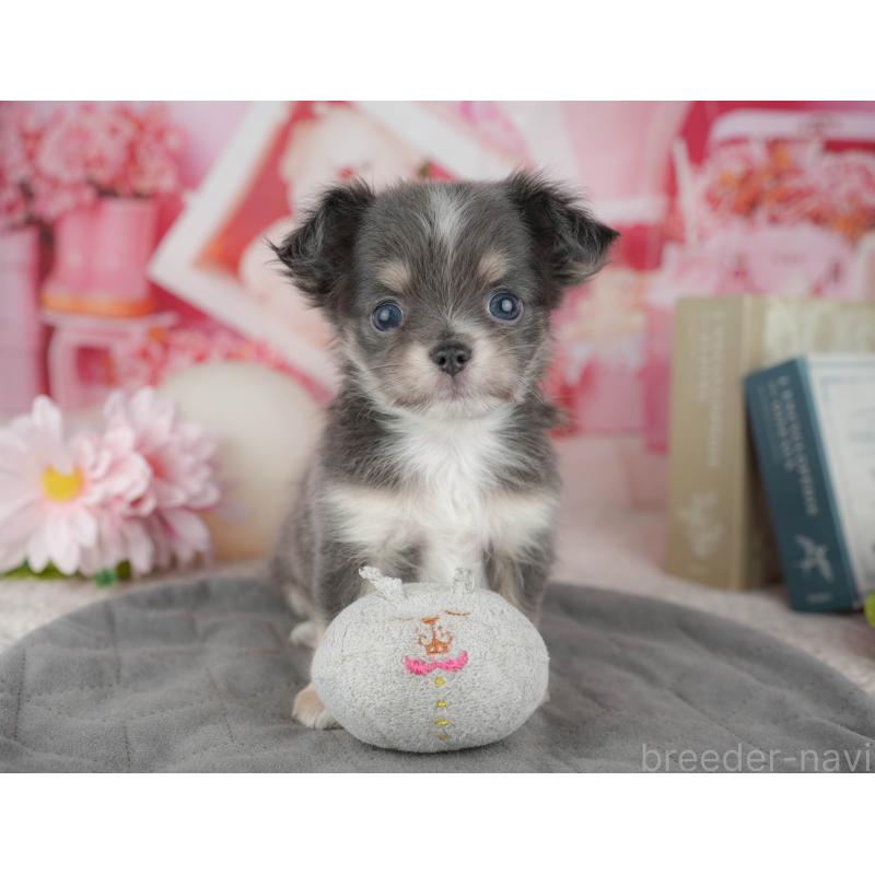 販売中の千葉県のチワワ(ロングコート)-446661の7枚目