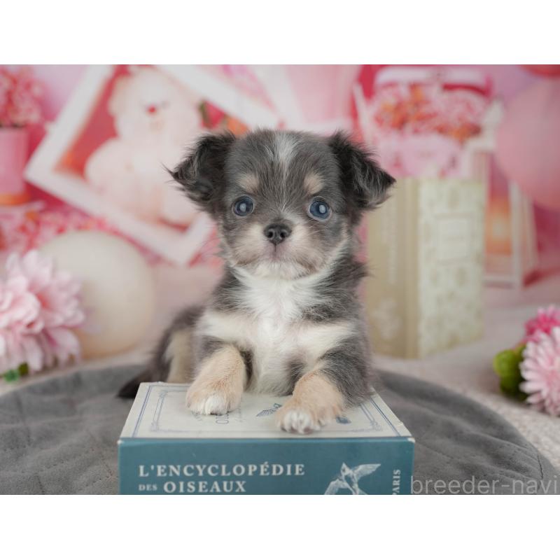 販売中の千葉県のチワワ(ロングコート)-446661の6枚目