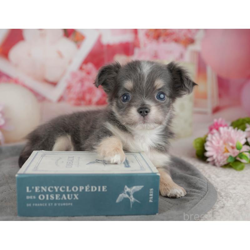 販売中の千葉県のチワワ(ロングコート)-446661の5枚目