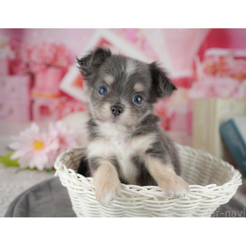 販売中の千葉県のチワワ(ロングコート)-446661の4枚目